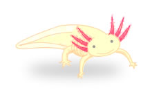 axolotl in action